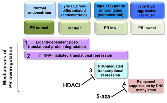 Mechanisms of PR ownregulation